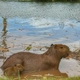 Capivara em Campo grande, MS